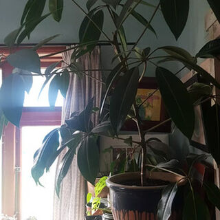 Schefflera - Potted