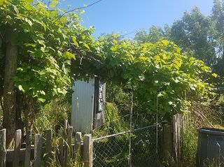Vege Garden